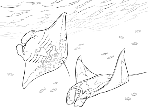 Two Manta Rays Coloring Page